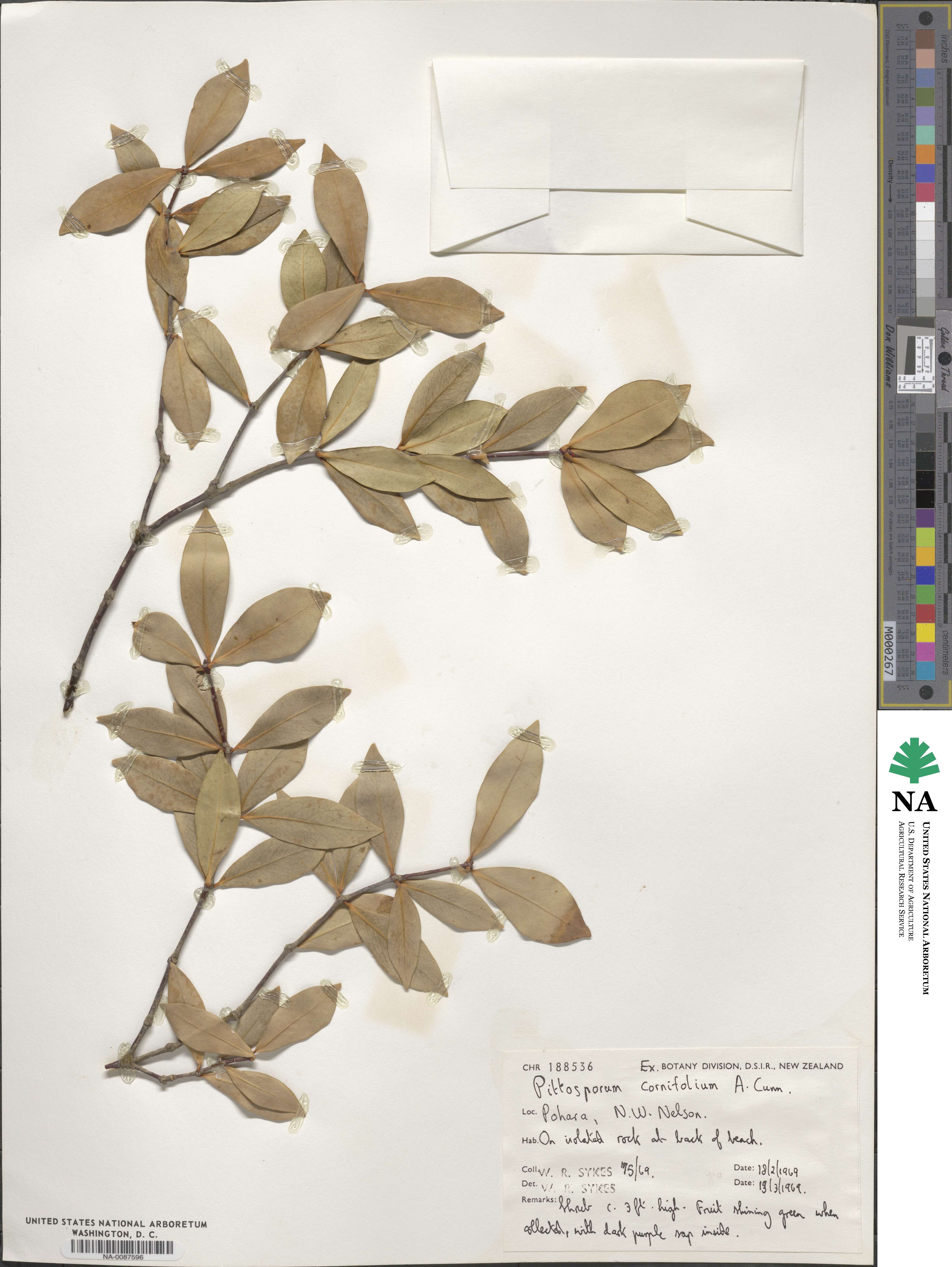 Pittosporum cornifolium image