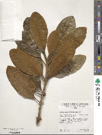 Image of Pittosporum confertiflorum