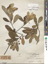 Pittosporum crassifolium image