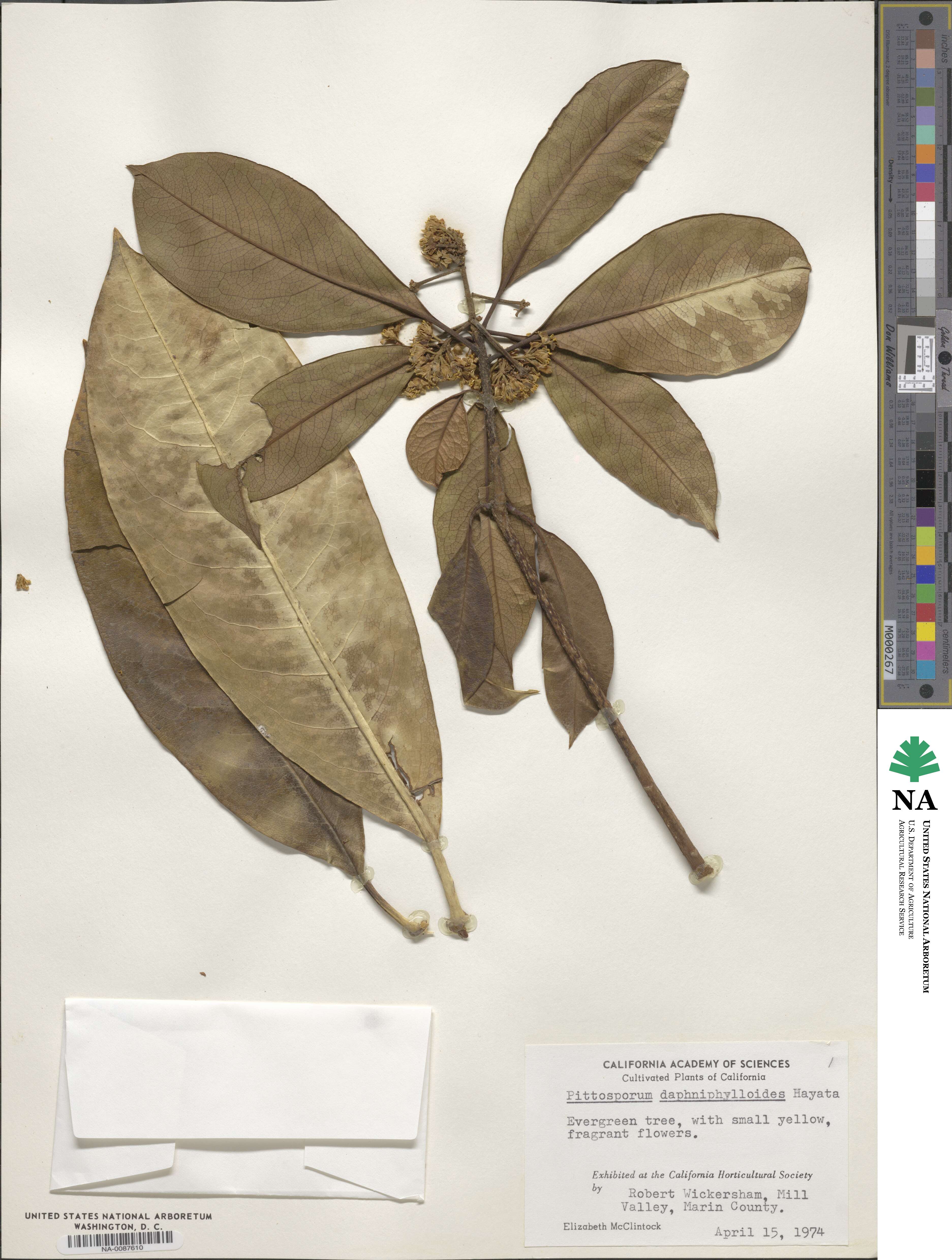 Pittosporum daphniphylloides image