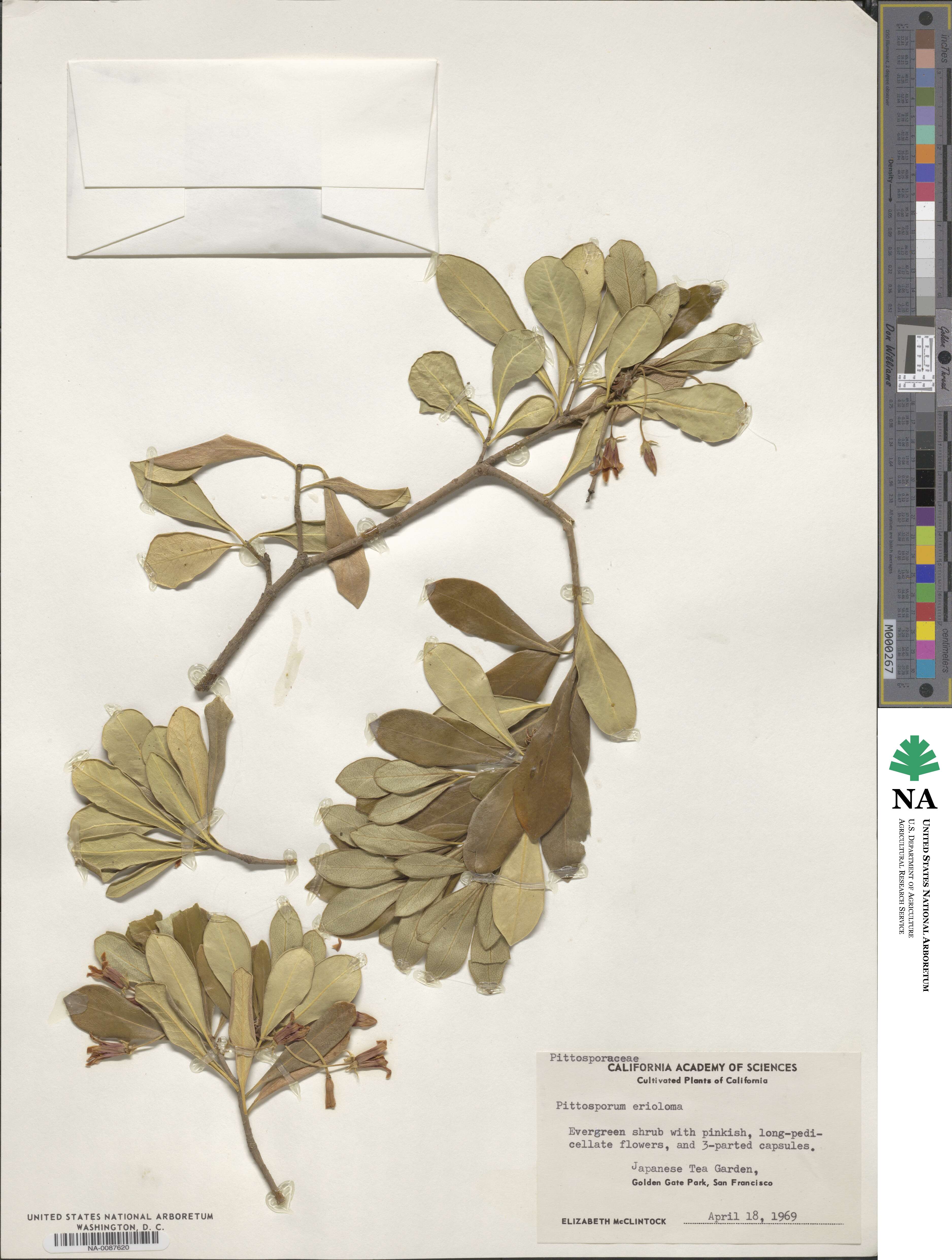 Pittosporum erioloma image