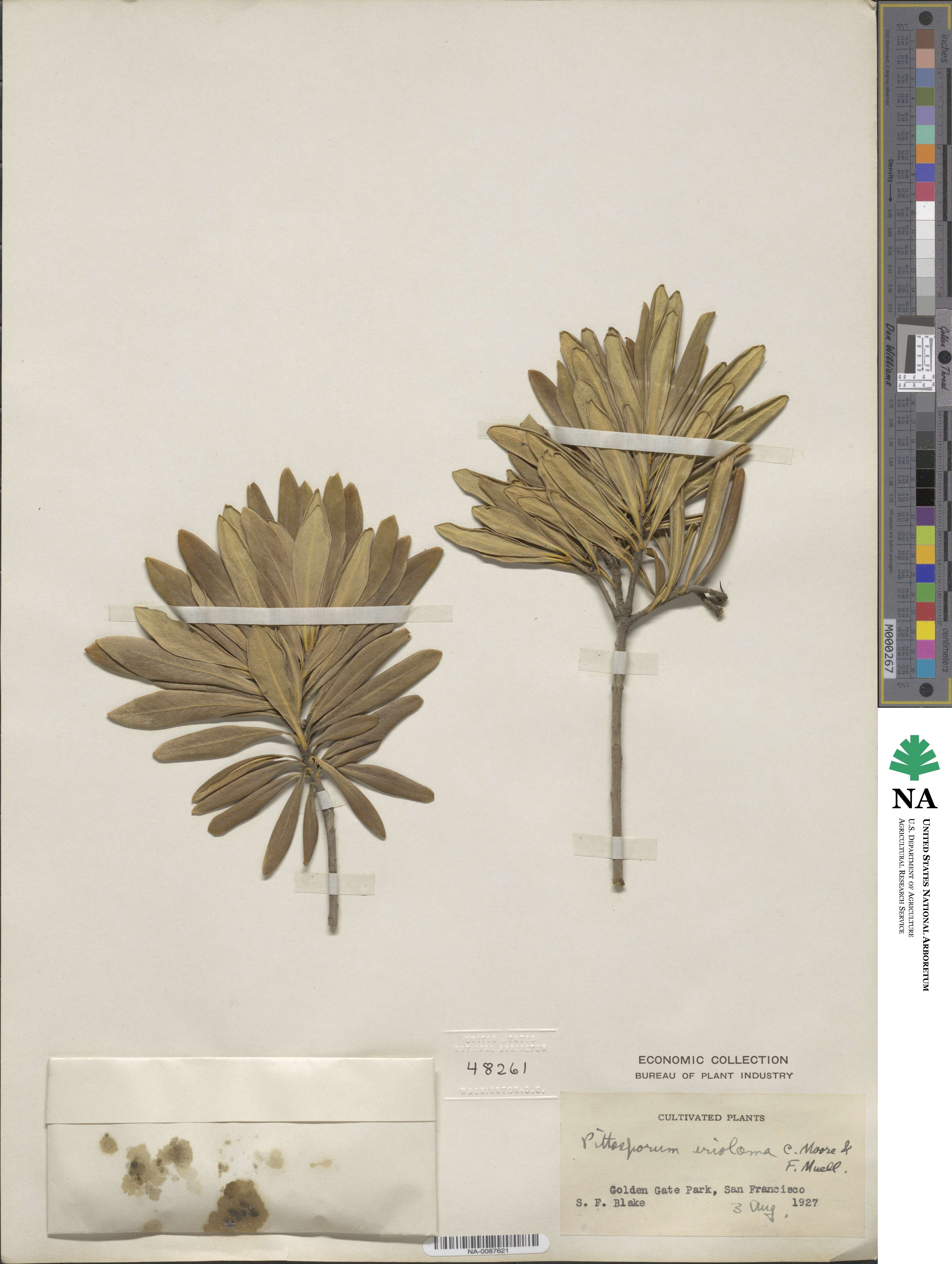 Pittosporum erioloma image