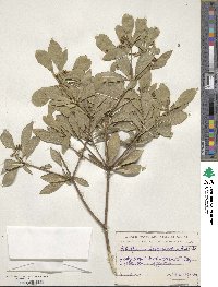 Pittosporum heterophyllum image