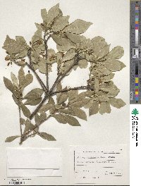 Pittosporum heterophyllum image