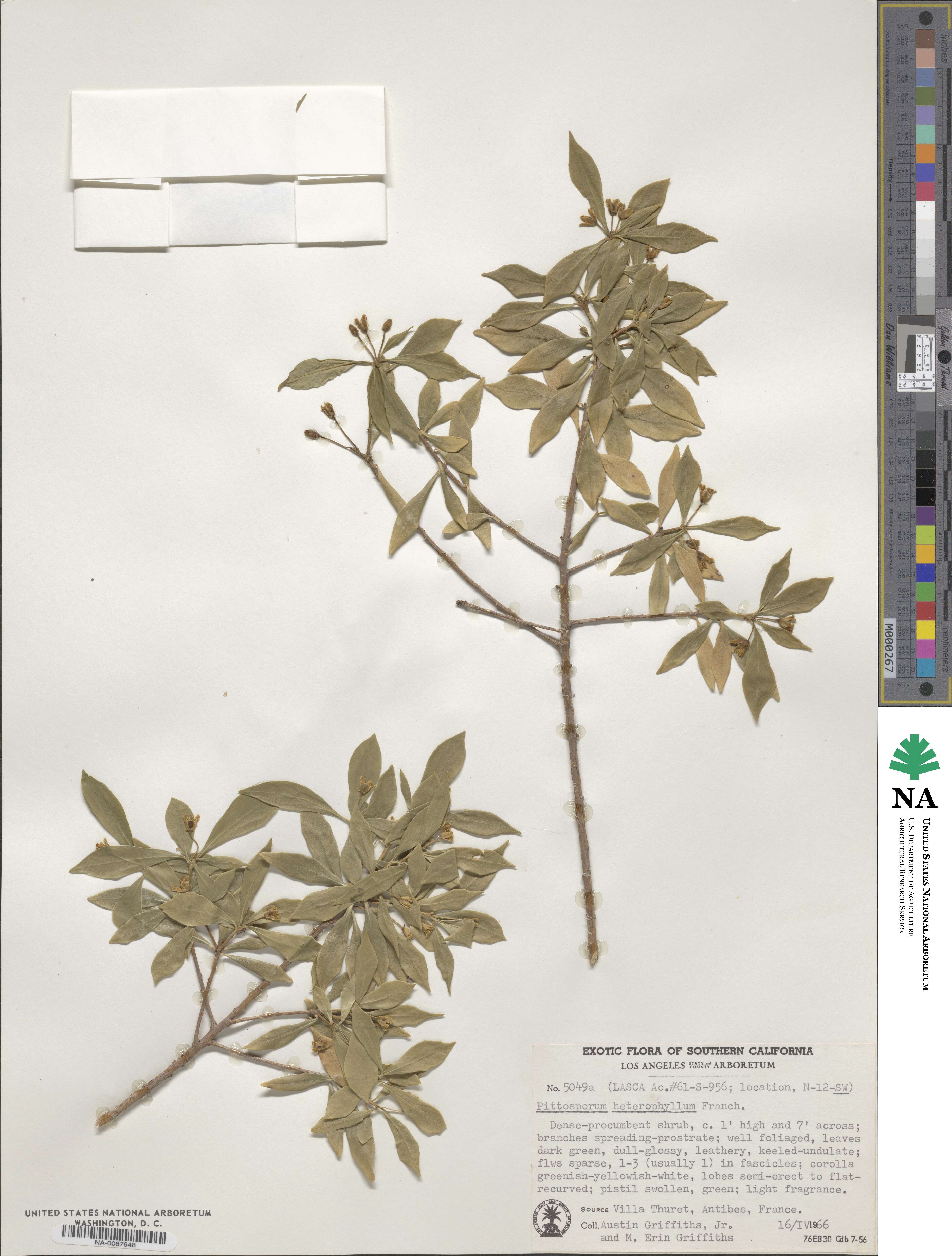 Pittosporum heterophyllum image