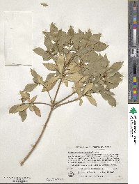 Pittosporum heterophyllum image