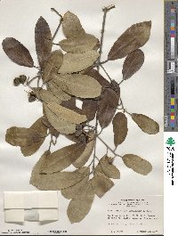 Image of Pittosporum huttonianum