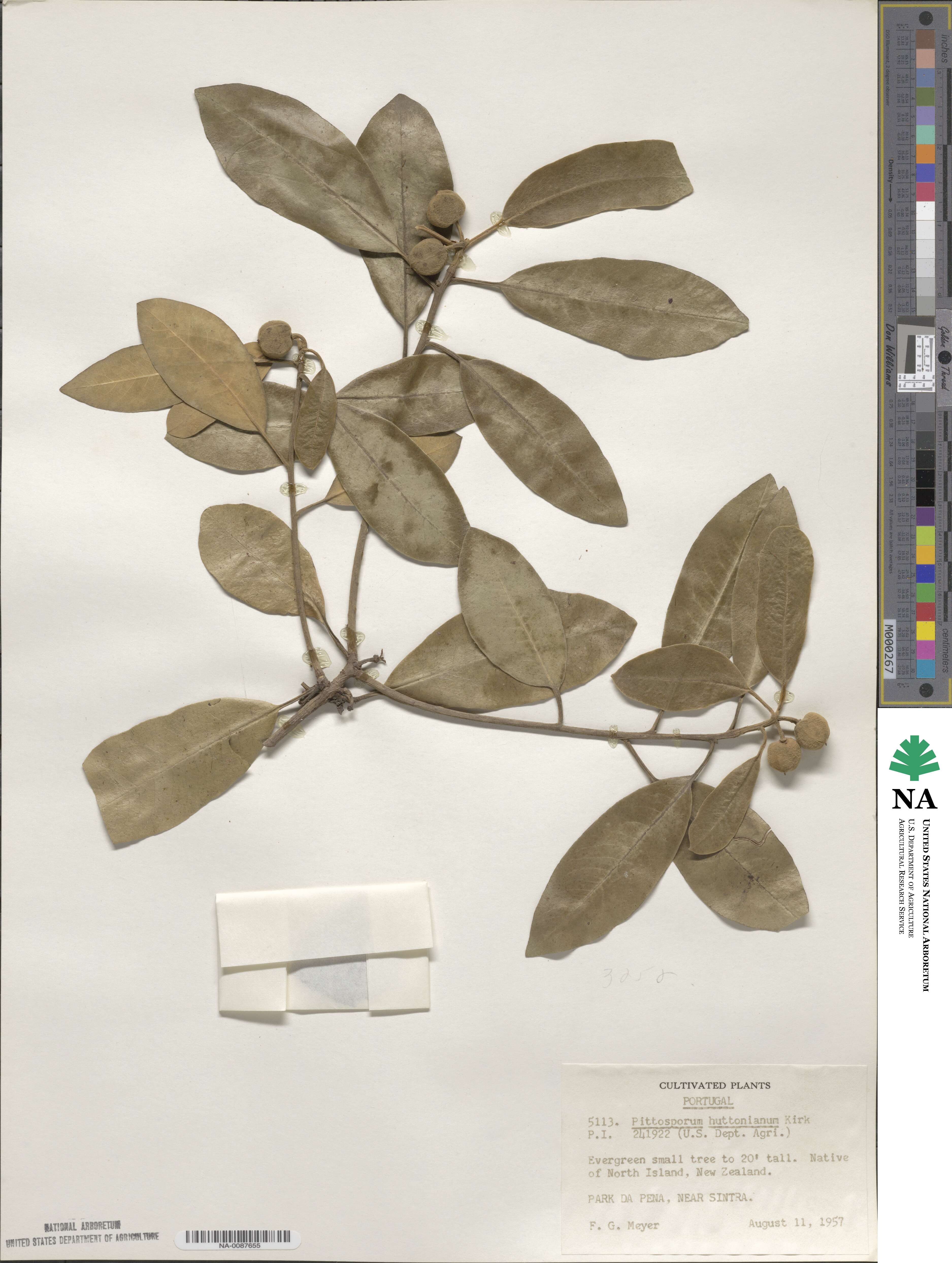 Pittosporum huttonianum image