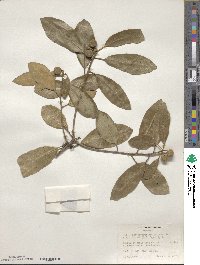 Pittosporum huttonianum image