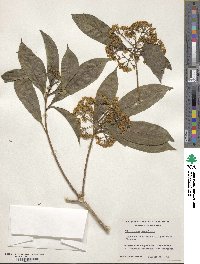 Pittosporum napaulense image