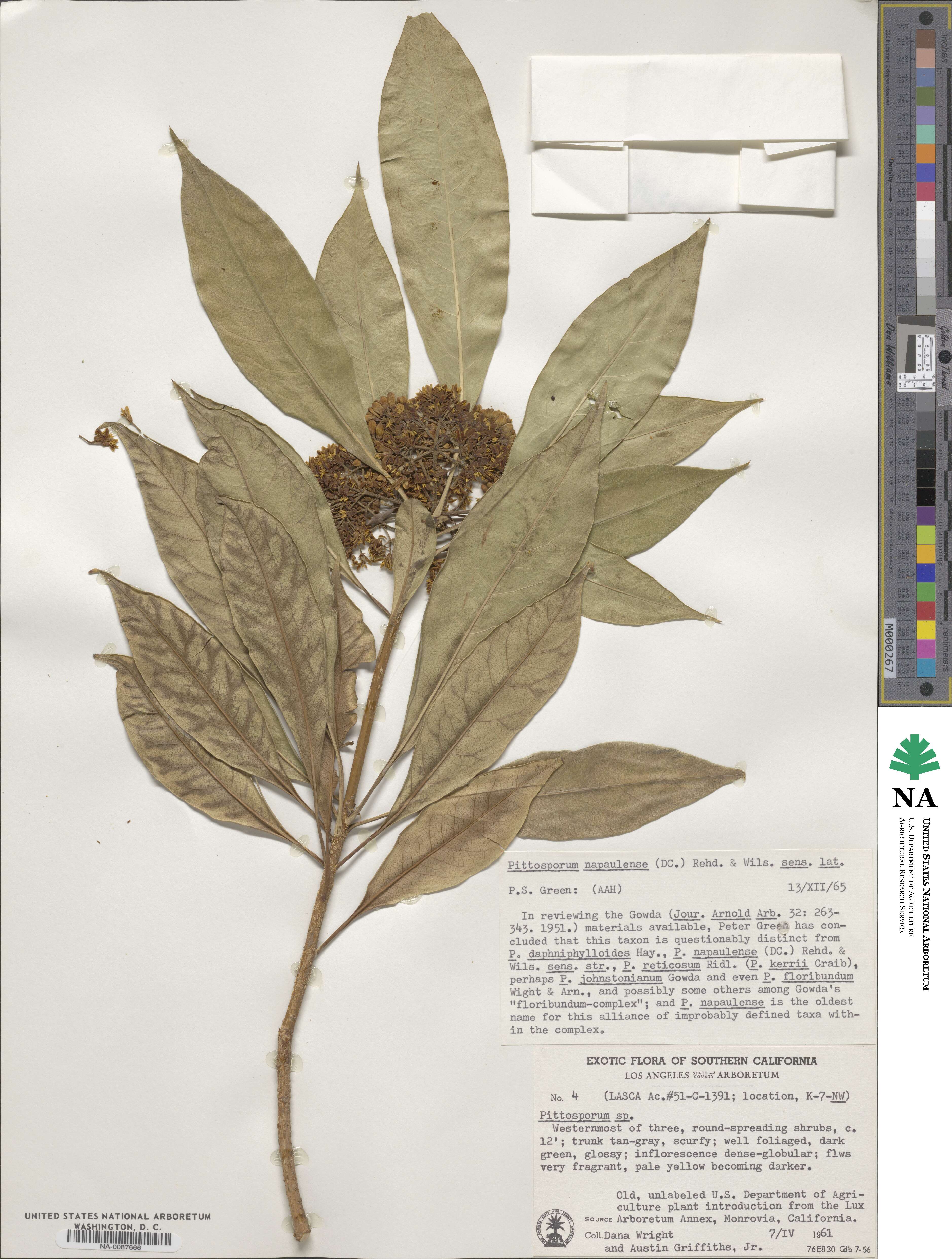 Pittosporum napaulense image