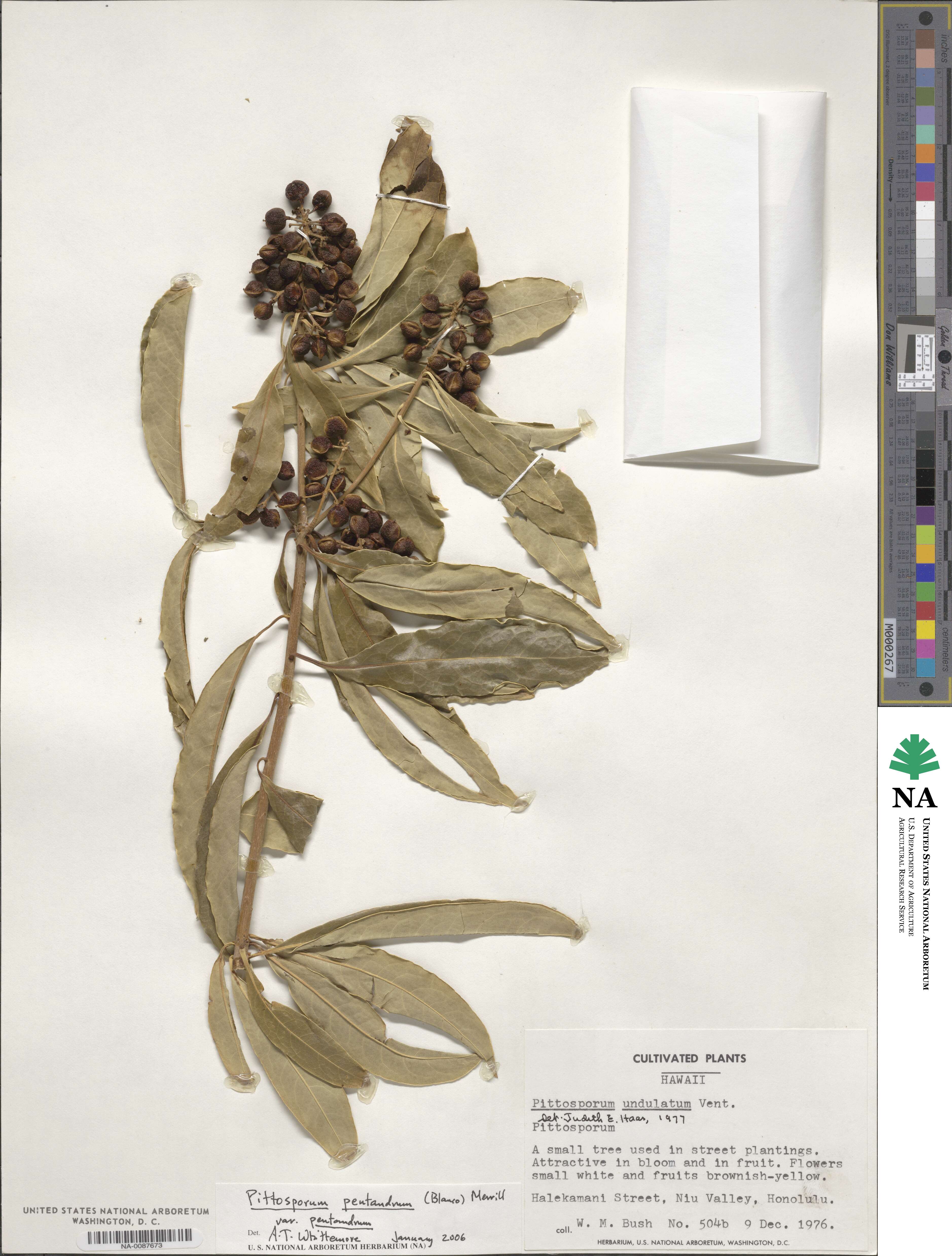 Pittosporum pentandrum var. pentandrum image