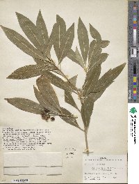 Pittosporum pentandrum image