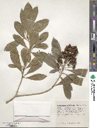 Pittosporum pentandrum image