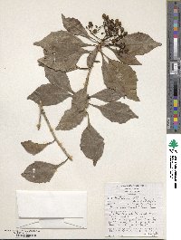 Auranticarpa rhombifolia image