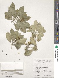 Pittosporum senacia subsp. senacia image