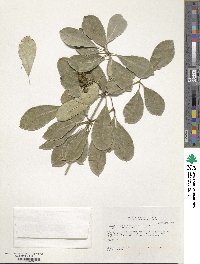 Pittosporum senacia image