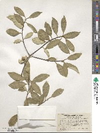 Pittosporum tenuifolium image