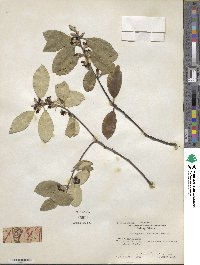 Pittosporum tenuifolium image