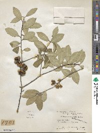 Pittosporum tenuifolium image