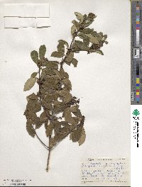 Pittosporum tenuifolium image