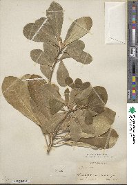 Pittosporum tobira image