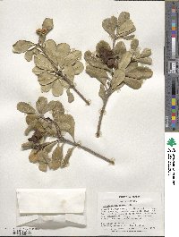 Pittosporum tobira image