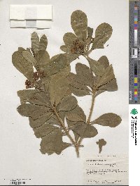 Pittosporum tobira image