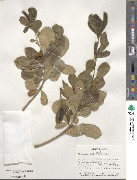 Pittosporum tobira image