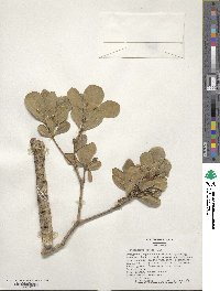 Pittosporum tobira image