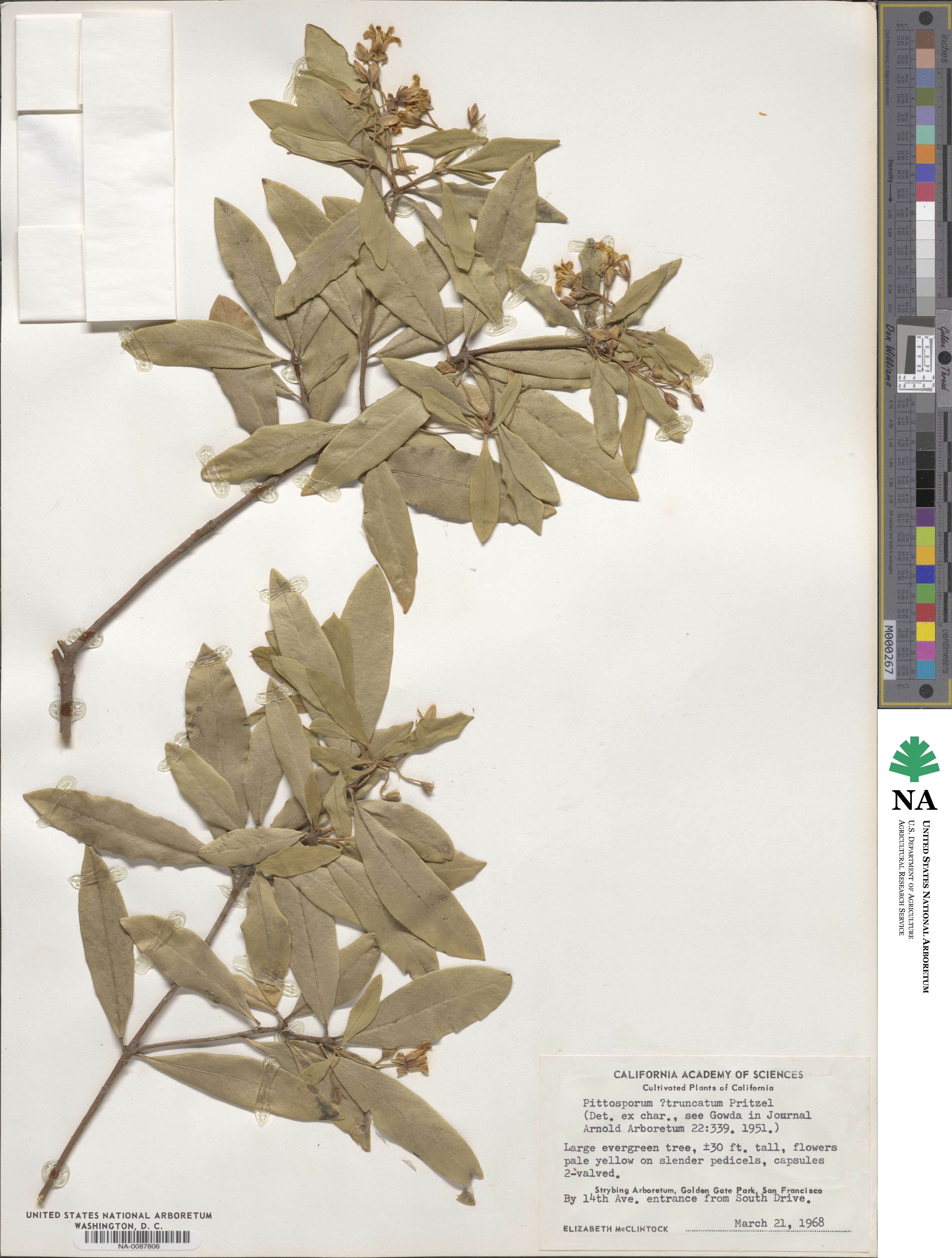 Pittosporum truncatum image