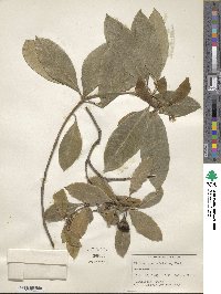 Pittosporum undulatum image