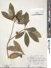 Pittosporum undulatum image