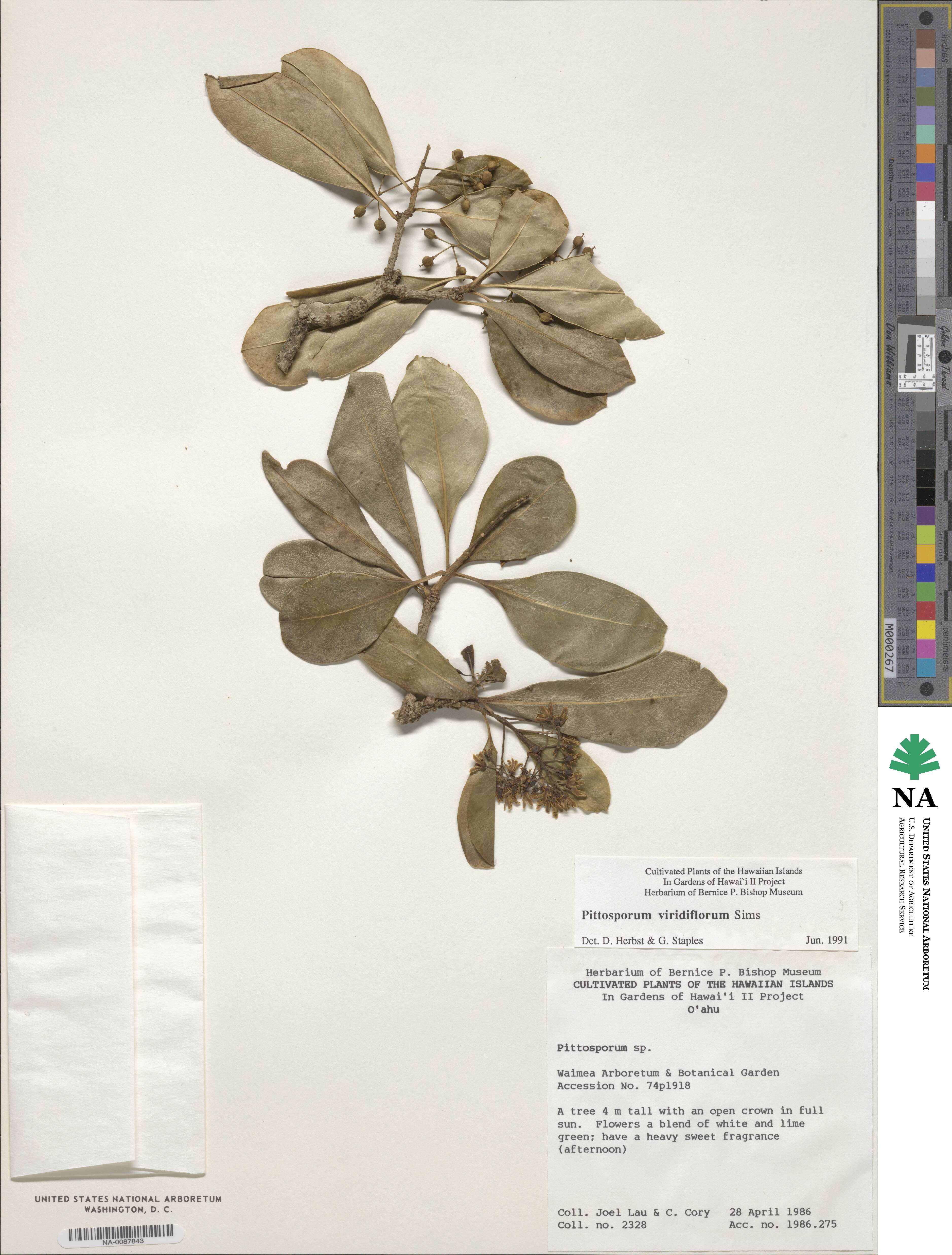 Pittosporaceae image