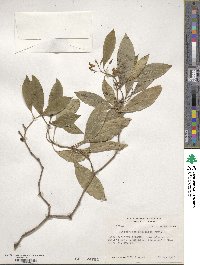 Pittosporum undulatum image