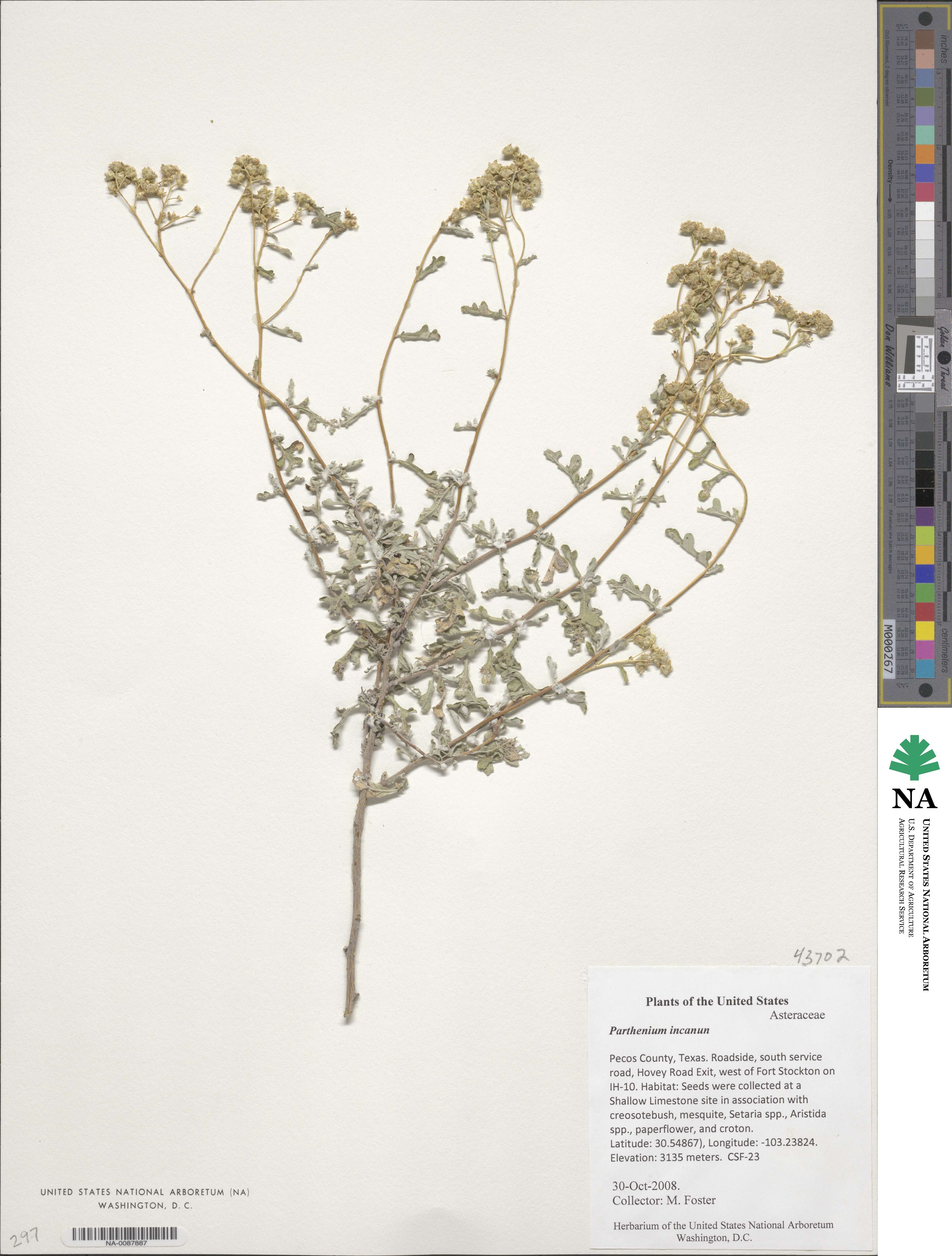 Parthenium image
