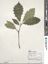 Quercus montana image