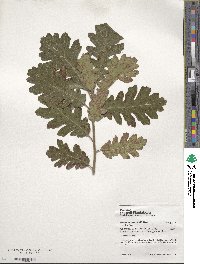 Quercus gambelii image