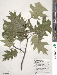 Quercus rubra image