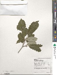 Quercus muehlenbergii image