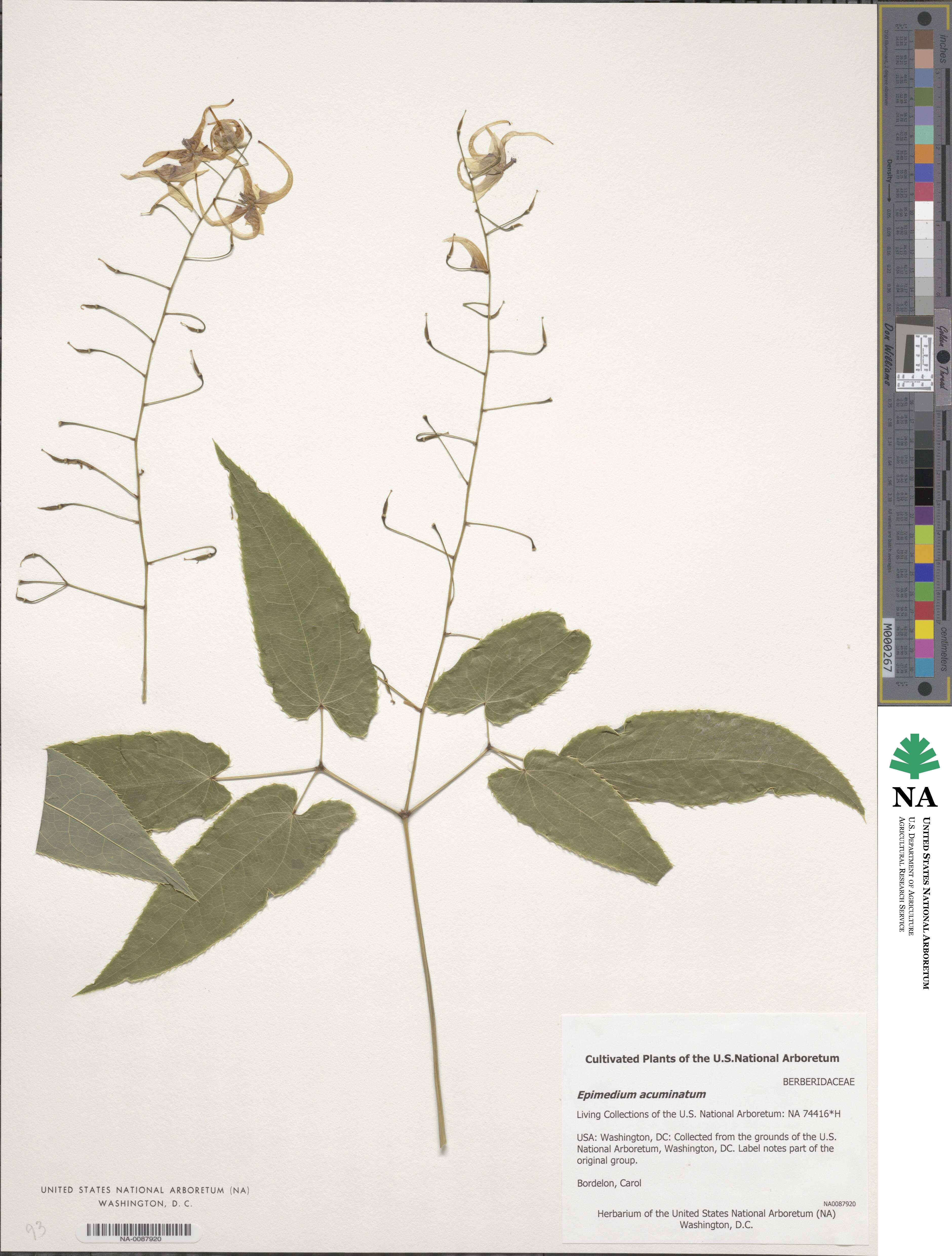 Epimedium acuminatum image