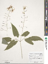 Epimedium acuminatum image