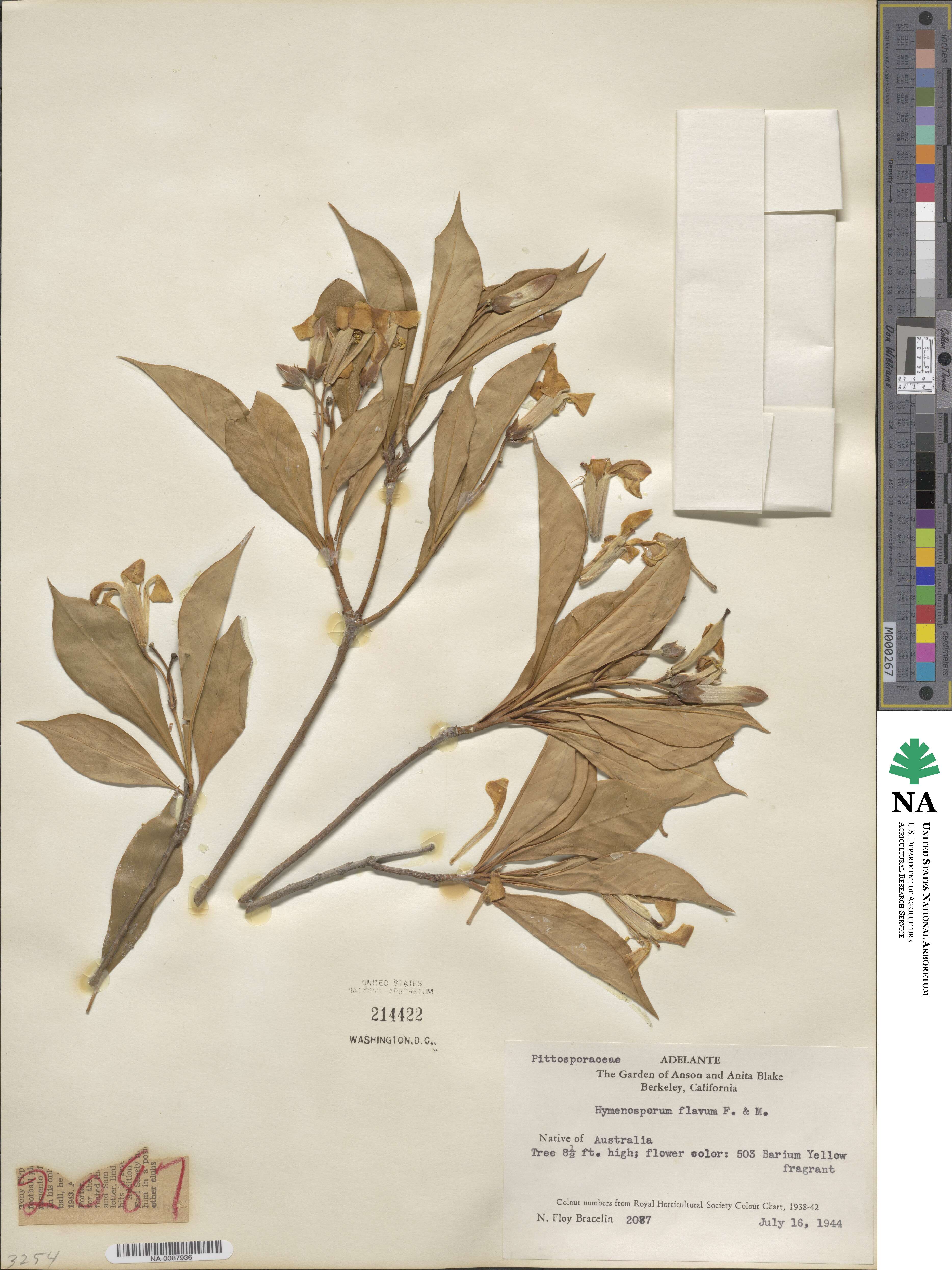 Hymenosporum flavum image