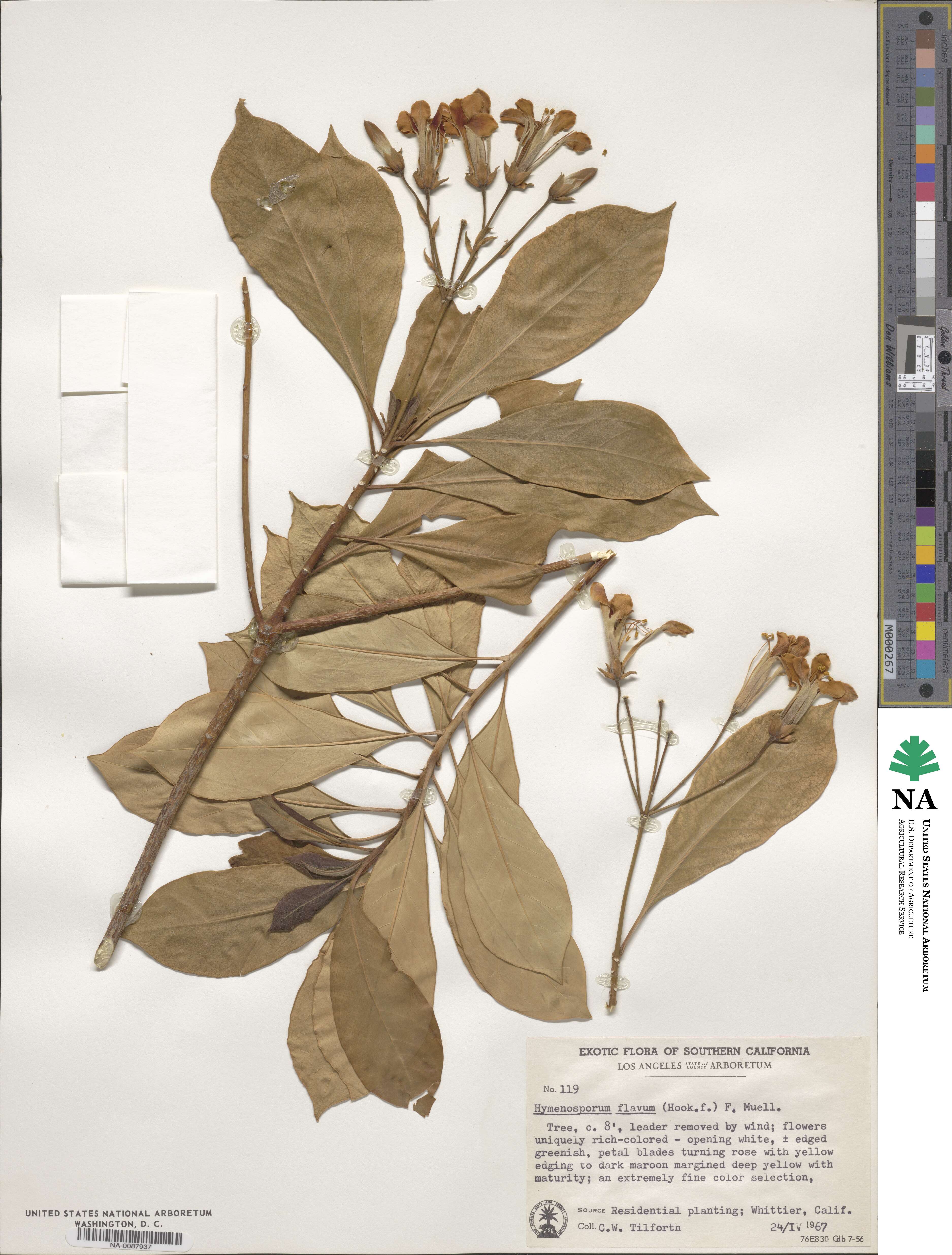 Hymenosporum flavum image