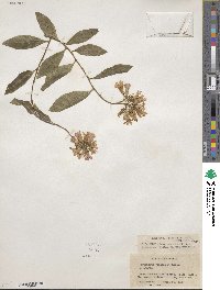 Marianthus ringens image