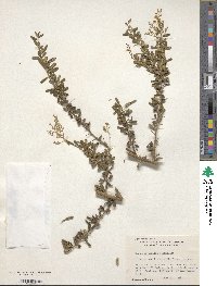 Bursaria spinosa image