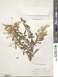 Bursaria spinosa image