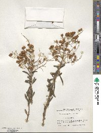 Bursaria spinosa image