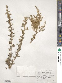 Bursaria spinosa image