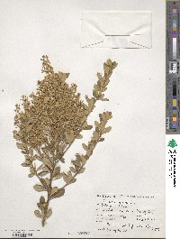 Bursaria spinosa image